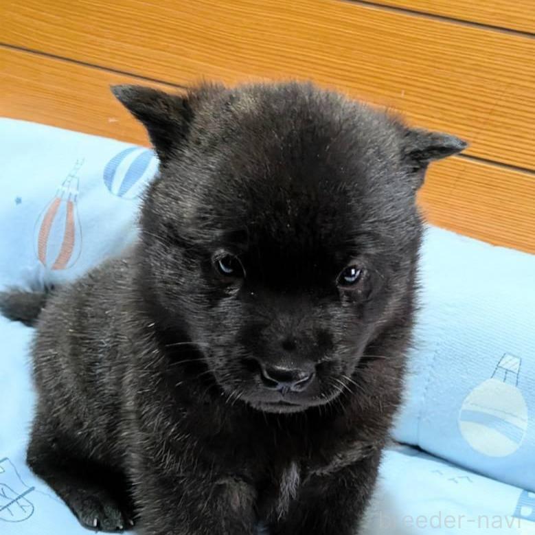 販売中の岡山県の甲斐犬-386972の3枚目