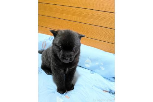 販売中の岡山県の甲斐犬-386972の2枚目