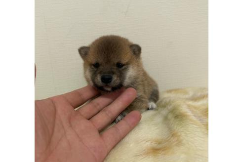 販売中の岡山県の豆柴-386980の3枚目
