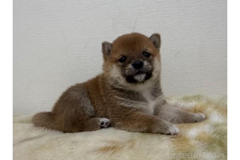 販売中の岡山県の豆柴-386980の2枚目
