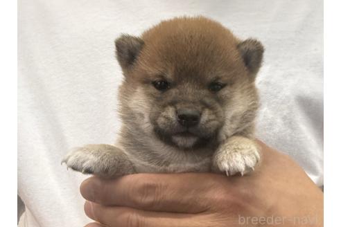 販売中の岡山県の豆柴-386982の4枚目