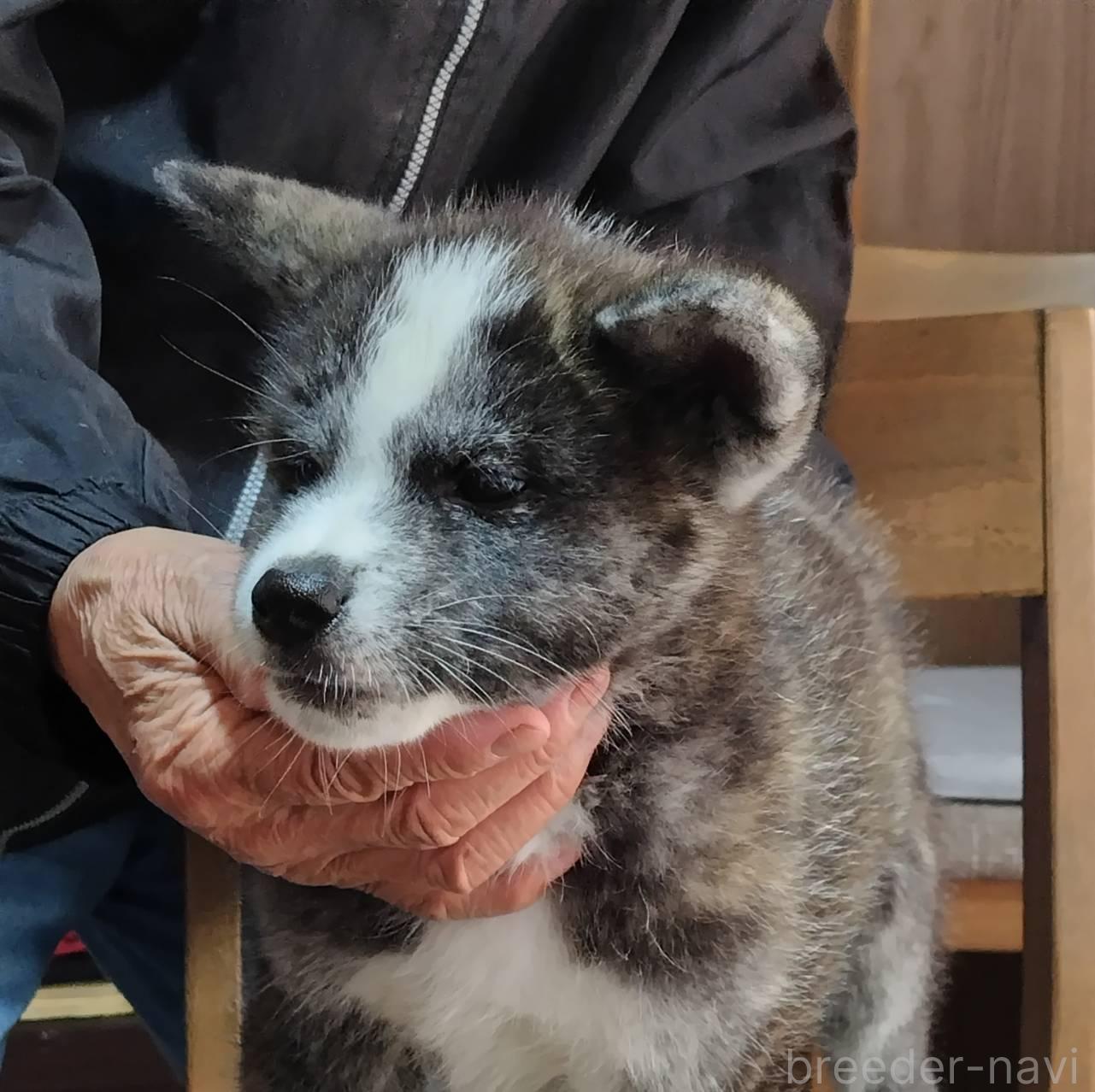 成約済の岡山県の秋田犬-384664の1枚目
