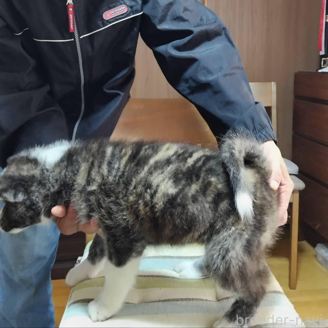 成約済の岡山県の秋田犬-384664の2枚目
