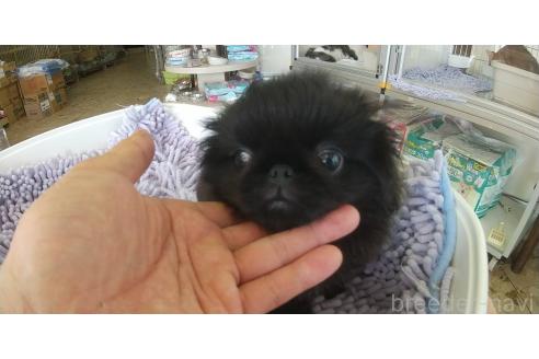 販売中の愛知県のペキニーズ-370104の9枚目