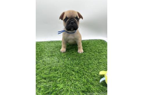 成約済の愛知県のフレンチブルドッグ-385857の10枚目