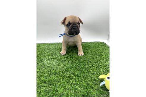 成約済の愛知県のフレンチブルドッグ-385857の9枚目