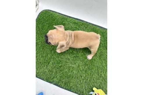 成約済の愛知県のフレンチブルドッグ-385857の6枚目