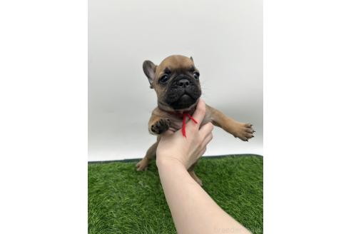 成約済の愛知県のフレンチブルドッグ-385858の11枚目