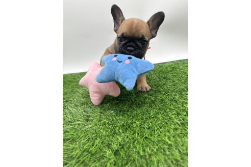 成約済の愛知県のフレンチブルドッグ-385858の10枚目