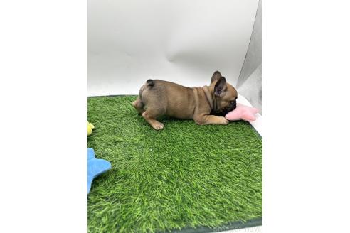成約済の愛知県のフレンチブルドッグ-385858の9枚目
