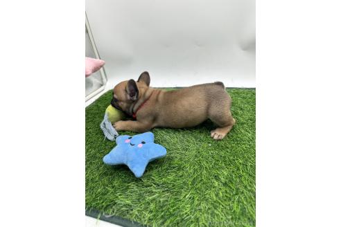 成約済の愛知県のフレンチブルドッグ-385858の8枚目