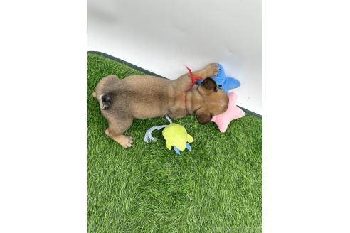 成約済の愛知県のフレンチブルドッグ-385858の7枚目