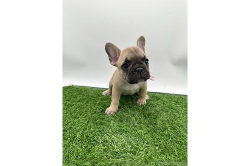 成約済の愛知県のフレンチブルドッグ-385860の11枚目