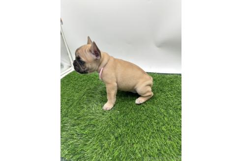 成約済の愛知県のフレンチブルドッグ-385860の8枚目