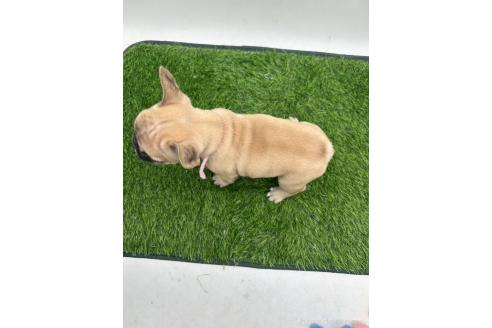 成約済の愛知県のフレンチブルドッグ-385860の7枚目