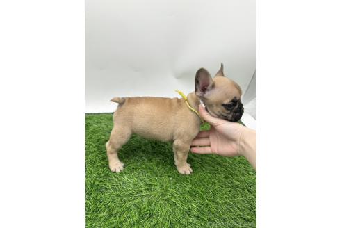 成約済の愛知県のフレンチブルドッグ-385861の10枚目