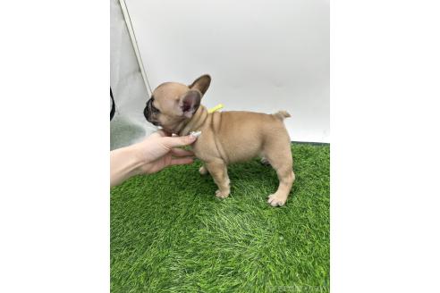 成約済の愛知県のフレンチブルドッグ-385861の9枚目