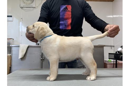 販売中の三重県のラブラドールレトリーバー-386999の4枚目