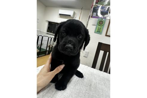 販売中の千葉県のラブラドールレトリーバー-387000の4枚目