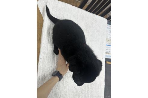 販売中の千葉県のラブラドールレトリーバー-387000の3枚目