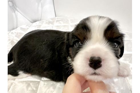 販売中の福岡県のキャバリアキングチャールズスパニエル-387002の7枚目