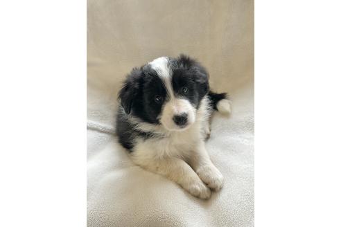販売中の山口県のボーダーコリー-387005