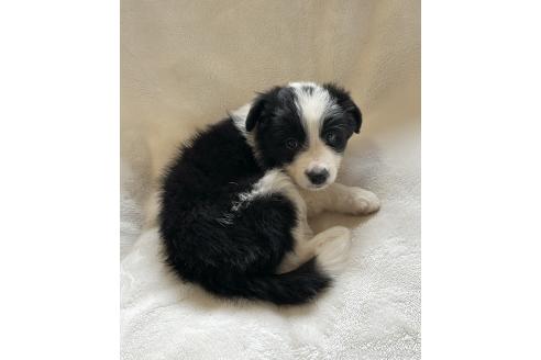 販売中の山口県のボーダーコリー-387006の4枚目