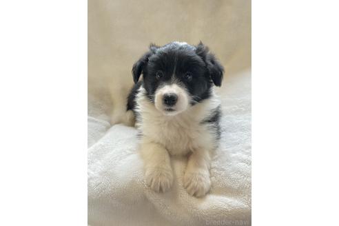 販売中の山口県のボーダーコリー-387007の3枚目
