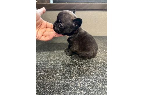 販売中の栃木県のフレンチブルドッグ-383536の4枚目