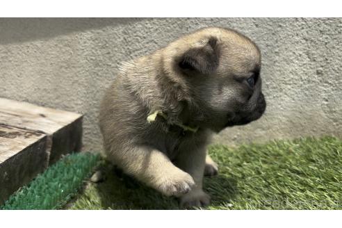 商談中の広島県のパグ-387014の10枚目