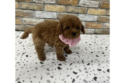 販売中の香川県のタイニープードル-387020の3枚目
