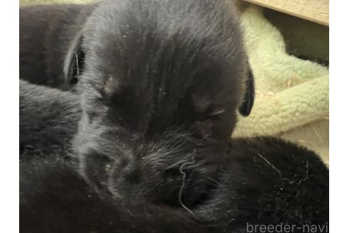 販売中の長野県のミックス犬-387017の3枚目