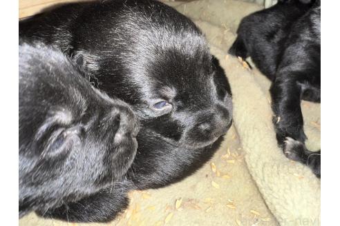 販売中の長野県のミックス犬-387017の2枚目