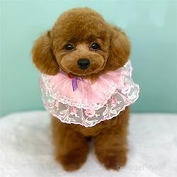 ランちゃん1枚目
