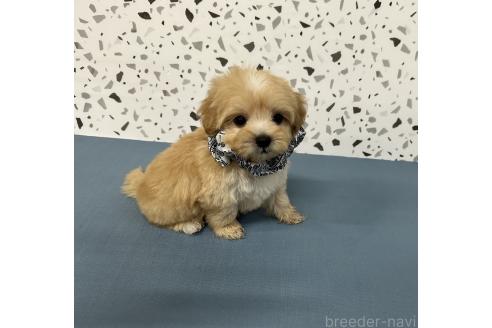 販売中の香川県のマルプー:マルチーズ×トイプードル-387032の4枚目