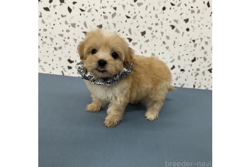 販売中の香川県のマルプー:マルチーズ×トイプードル-387032の3枚目