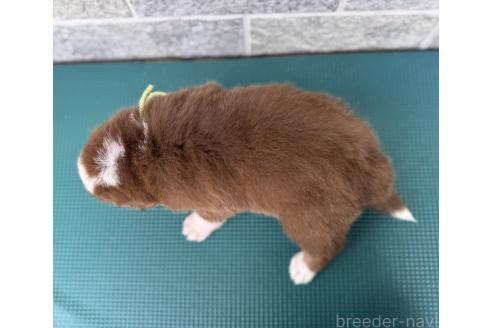 成約済の山梨県のオーストラリアンシェパード-381486の6枚目