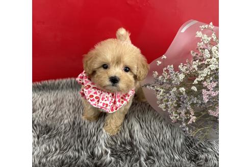 販売中の香川県のマルプー:マルチーズ×トイプードル-387037の2枚目