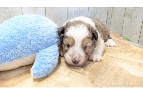成約済の熊本県のシェットランドシープドッグ(シェルティ)-384978の15枚目