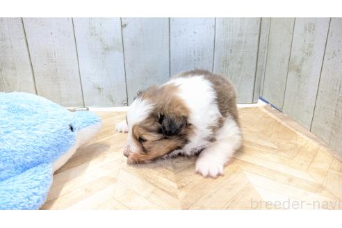 成約済の熊本県のシェットランドシープドッグ(シェルティ)-384978の13枚目