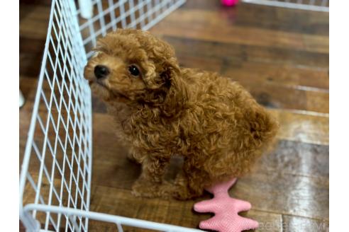 販売中の鹿児島県のタイニープードル-379407の3枚目