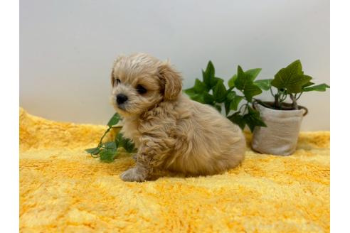 成約済の鹿児島県のミックス犬-383448の3枚目