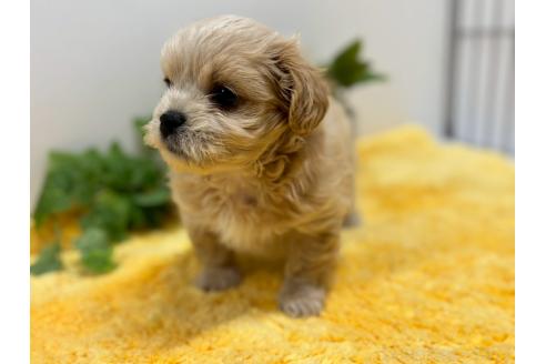 成約済の鹿児島県のミックス犬-383448の2枚目