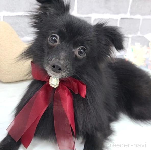 販売中の東京都のミックス犬-352185の1枚目
