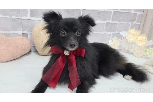 販売中の東京都のミックス犬-352185の6枚目