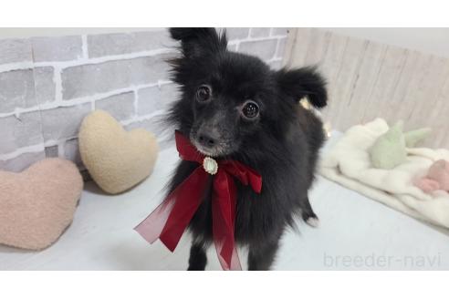 販売中の東京都のミックス犬-352185の4枚目