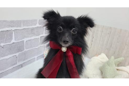 販売中の東京都のミックス犬-352185の3枚目
