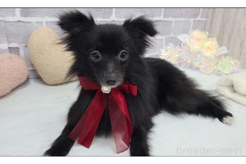 販売中の東京都のミックス犬-352185の2枚目