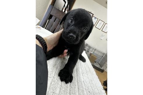 販売中の千葉県のラブラドールレトリーバー-387043の4枚目