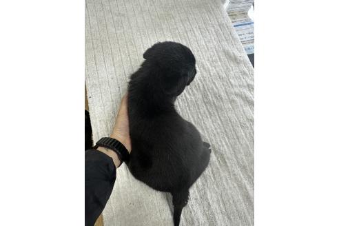 販売中の千葉県のラブラドールレトリーバー-387043の2枚目